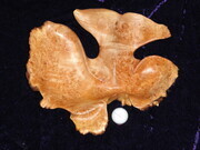 Birdseye Maple Whale Tail (SOLD)