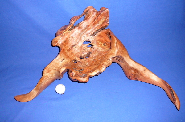 Dancing Alder (Driftwood) (SOLD)