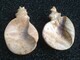 Maple Seashells