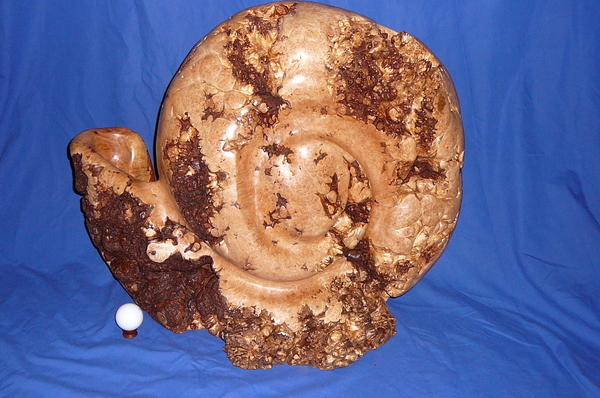 Nautilus Shell (Maple Burl) (SOLD)