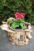 Planter from Maple Driftwood