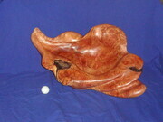 Red Cedar Burl Sea Shell with chetoyance, bark inclusions and flair.  A real beauty!