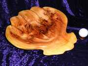 Red Cedar Scallop Shell