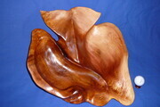 Red Cedar Whale Tail (SOLD)