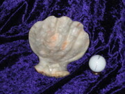 Seashell in Italian Alabaster