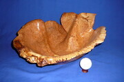 Spalted Maple Whale Tail Bowl (SOLD)