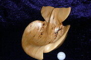 Yellow Cedar Whale Tail Bowl - SOLD